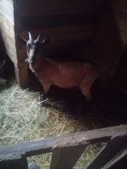 Capre alpine franceze