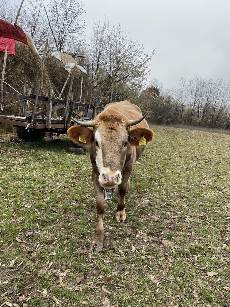 Vand vaca cu vițel