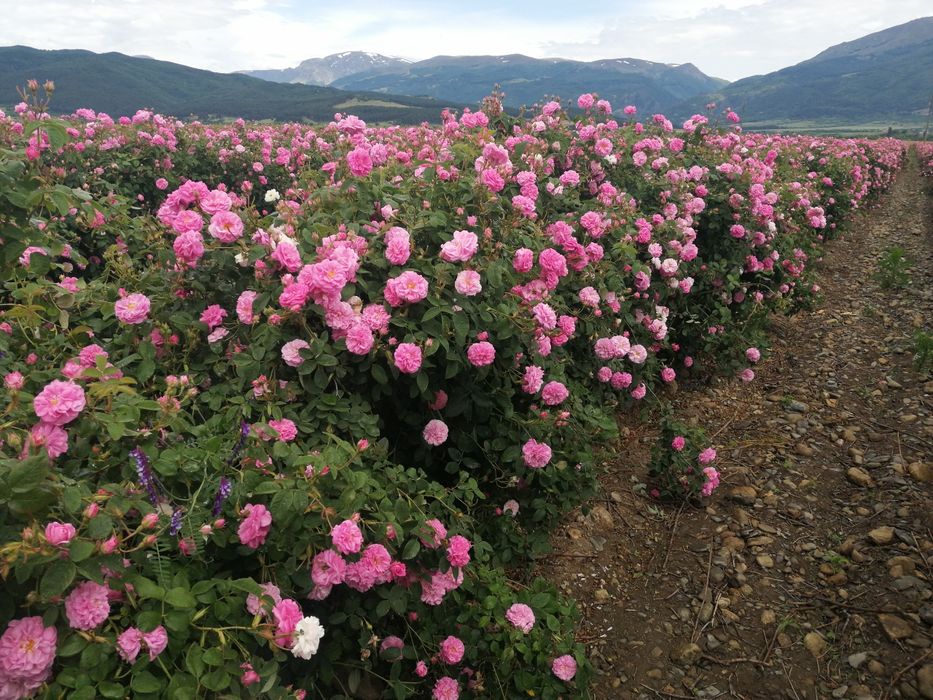 Butasi de trandafiri pentru Dulceata si ulei-Roza damascena
