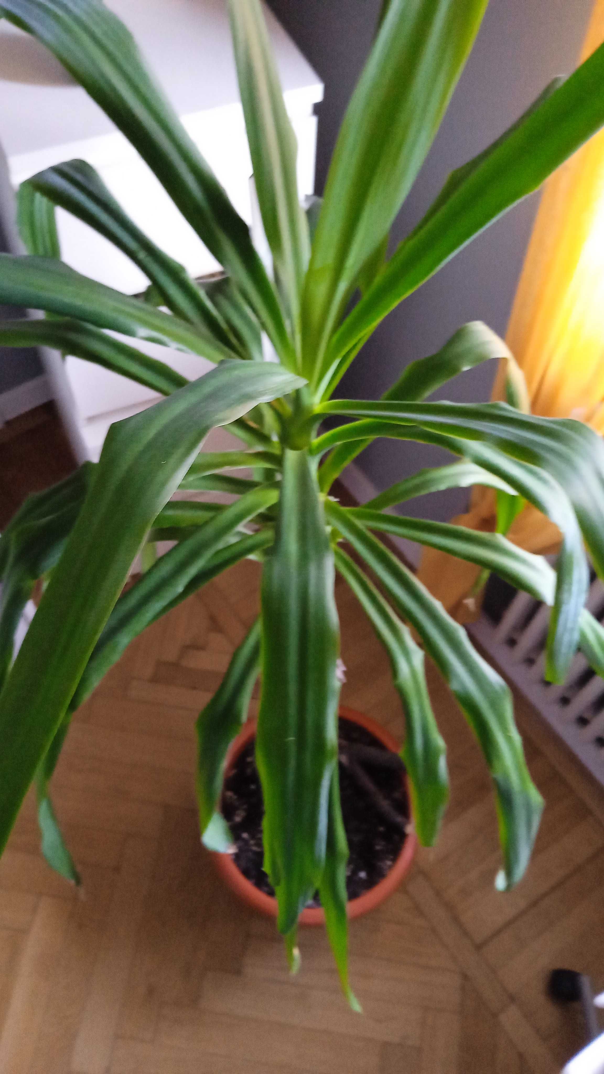Plantă naturală pentru apartament / Yucca 180 cm / plantă în ghiveci