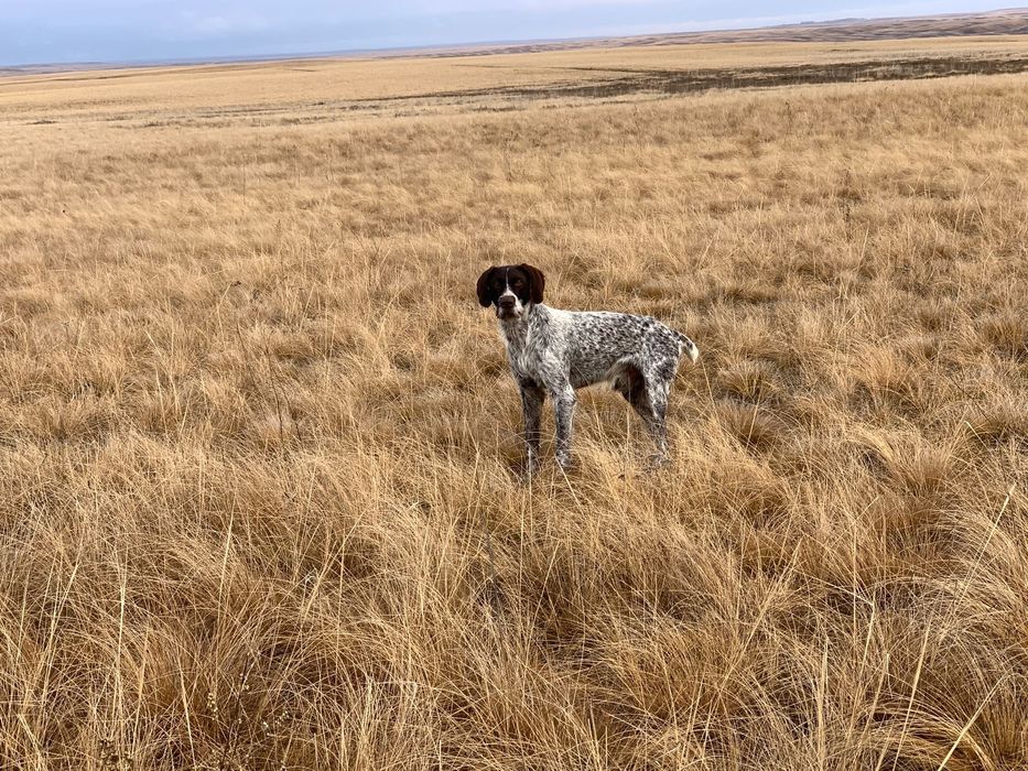 Курцхаар сатылады