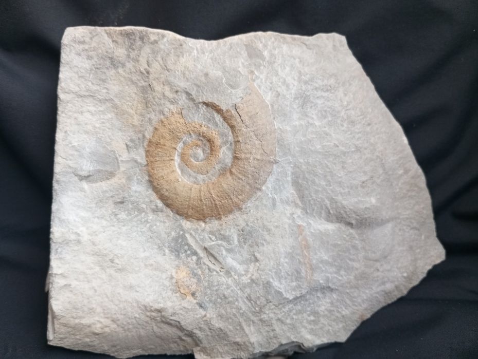 Фосил на хетероморфен амонит