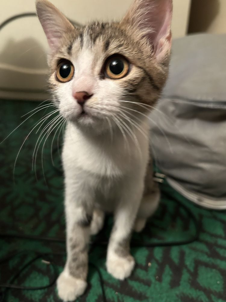 Животные,котята.