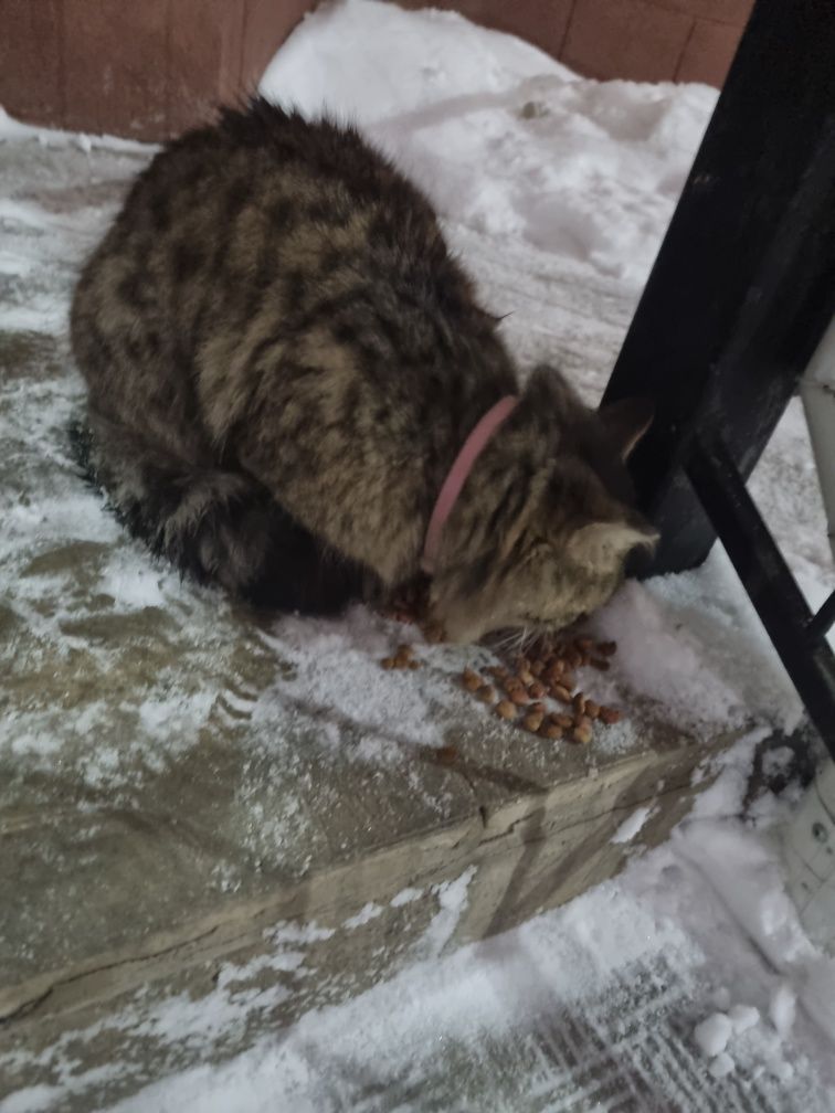 Нашёлся кот в районе батыс 2