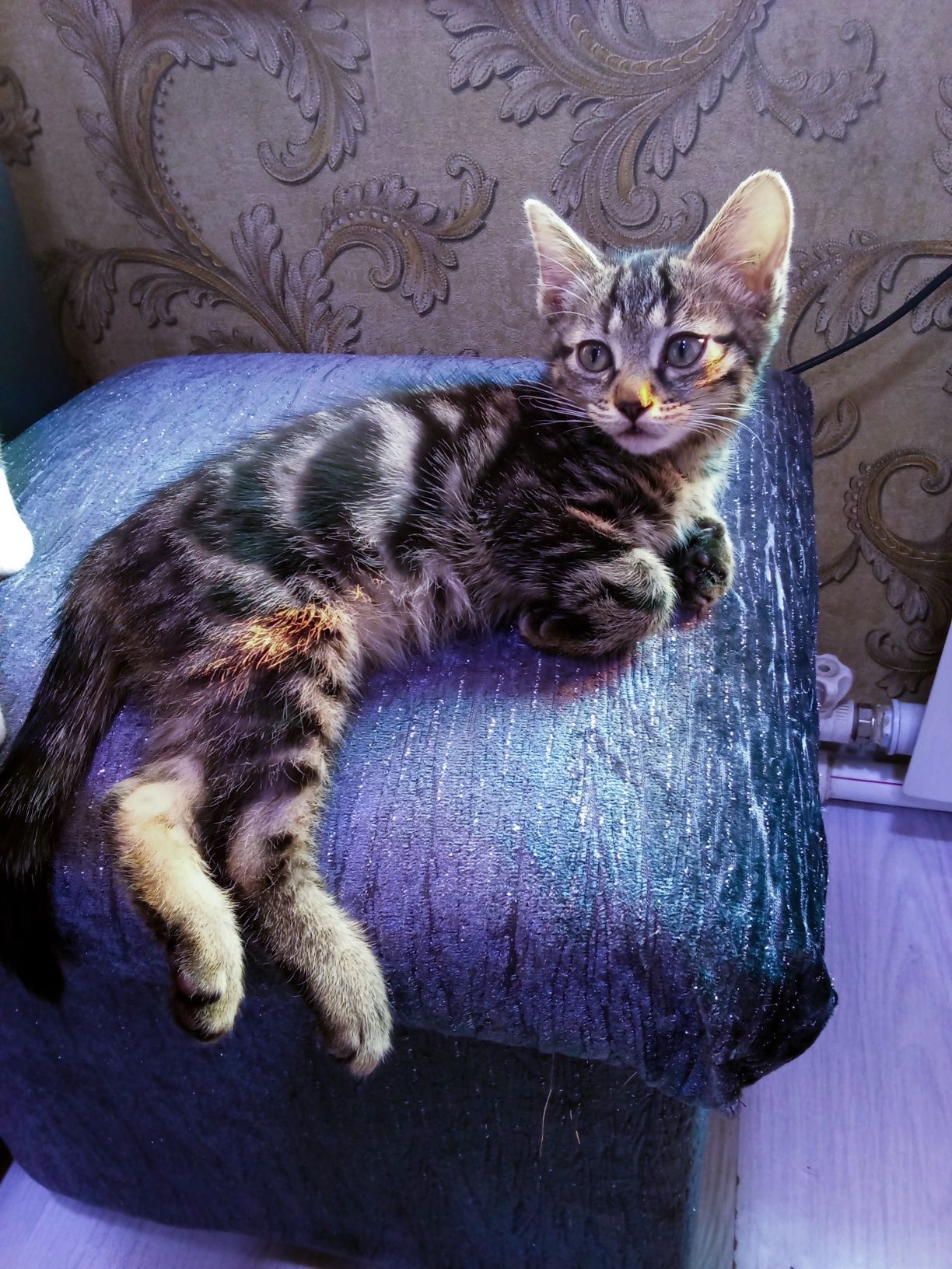 Отдам даром котенка