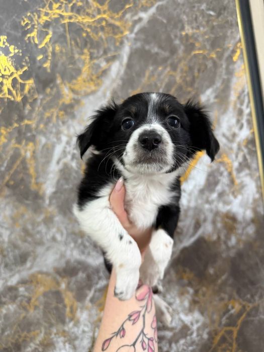 Отдам щенков даром в хорошие руки