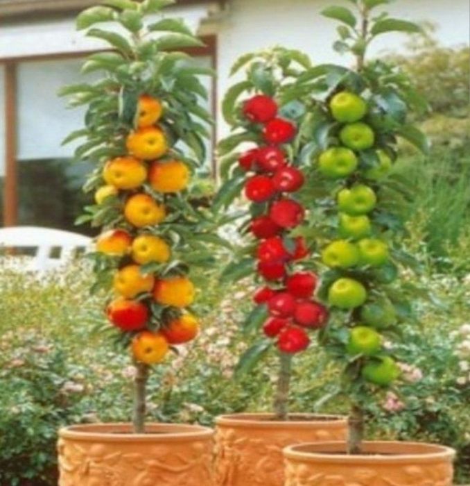 Pomi Fructiferi Columnari