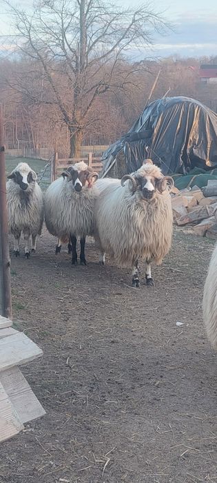 Vand berbec breaz