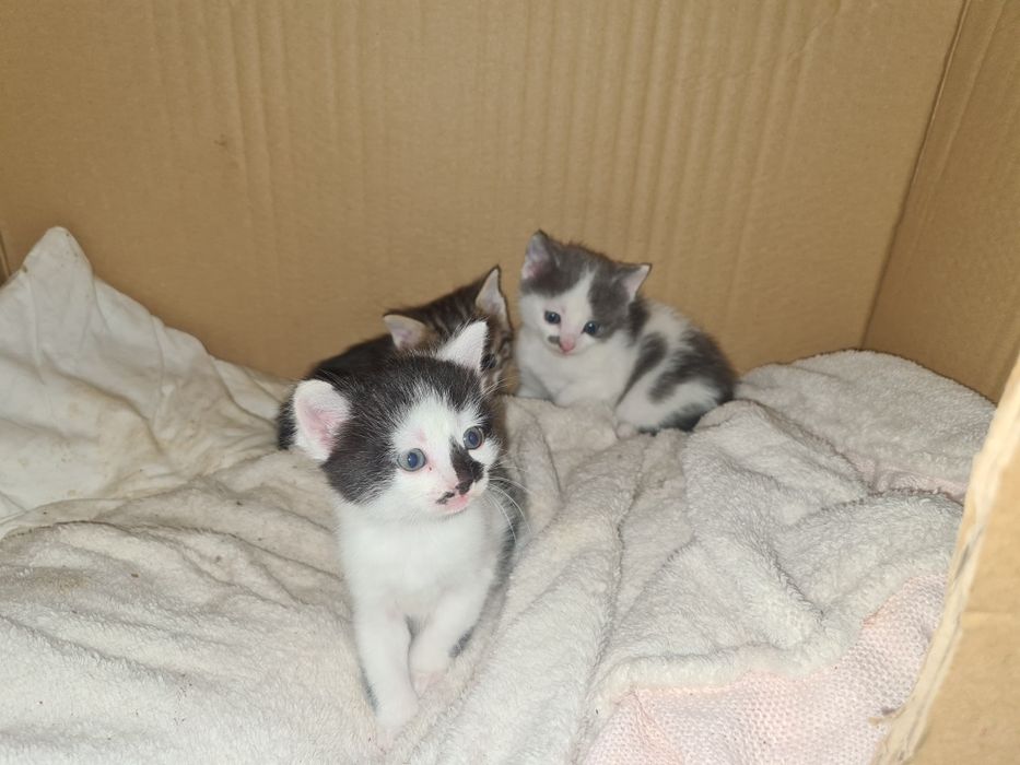 Малки котета котка подарявам