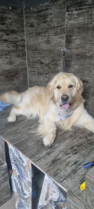 Frizerie canina Brasov Toby&Luna