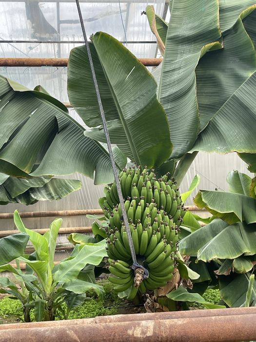 Banan ko’chat karalevskiy