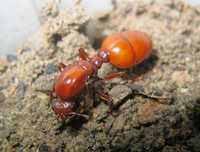 Carebara castanea муравьи