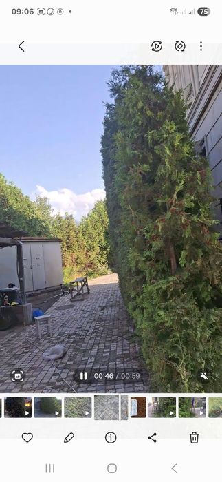 Посадка и пересадка деревьев спил деревьев Стрижка кустов посев газона