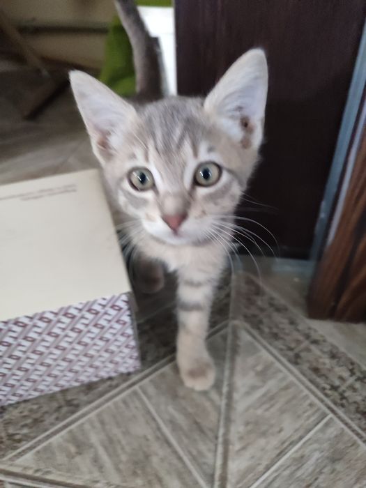 Котенок бесплатно