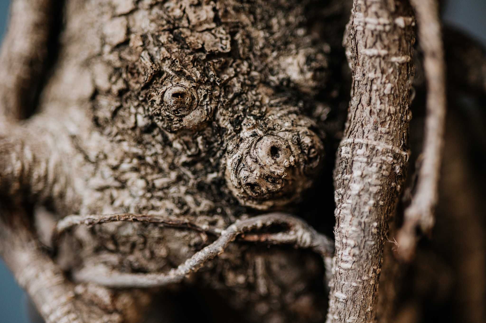 Ficus Microcarpa Retusa bonsai - bonsai de interior