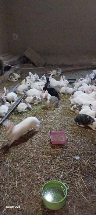 Тела гаплашамиз сони куп