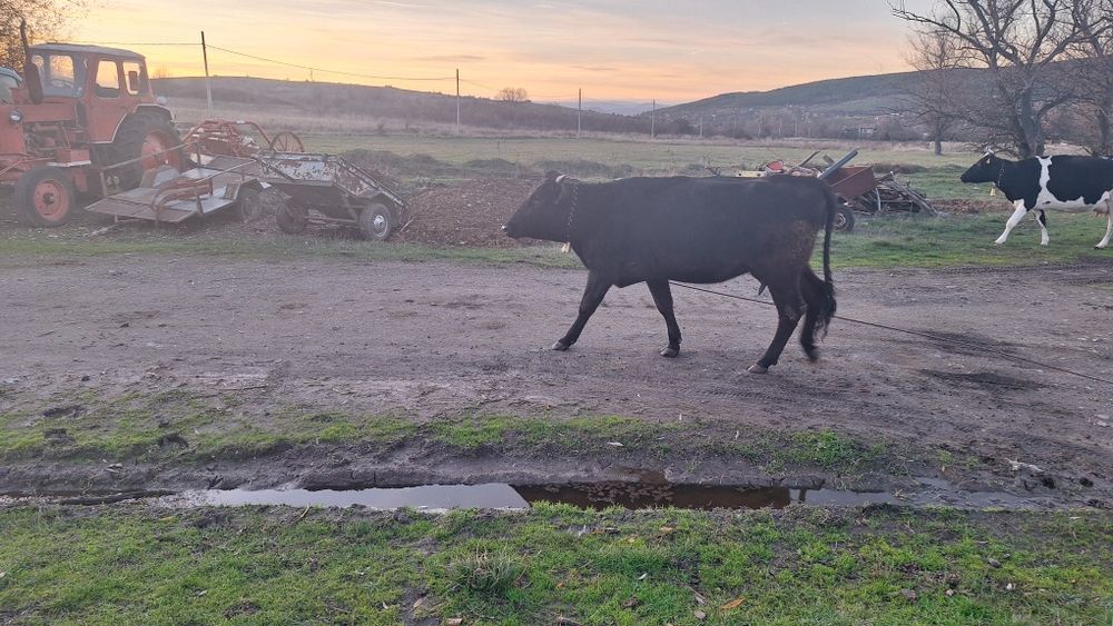 Крава на предстоящо второ теле