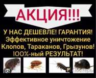 Дезинфекция клопы таракан