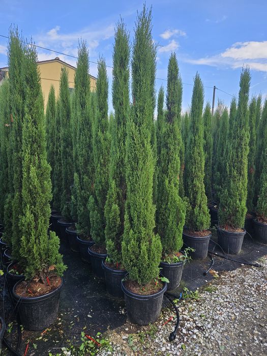 Cupressus sempervires toate dimensiunile Transport gratuit