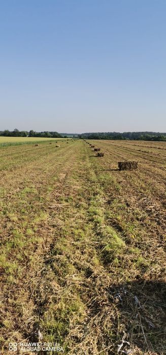 Vând baloti de lucerna
