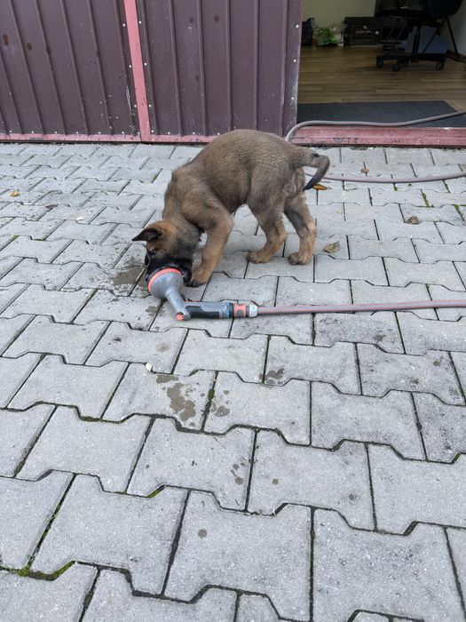 Donez puiuti (fetita) malinois