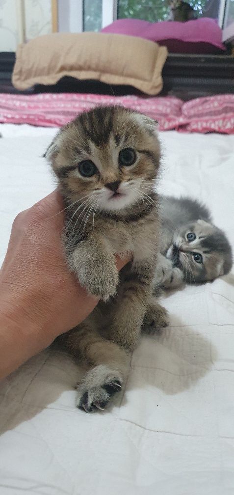 Продаются кошечки скотиш фолд , для желателей даём и маму котят