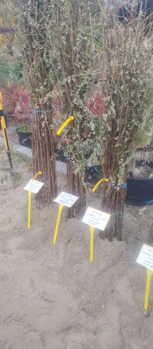 Puieti salcâm frasin fag carpen ulm plop mesteacăn brad molid Tei arin