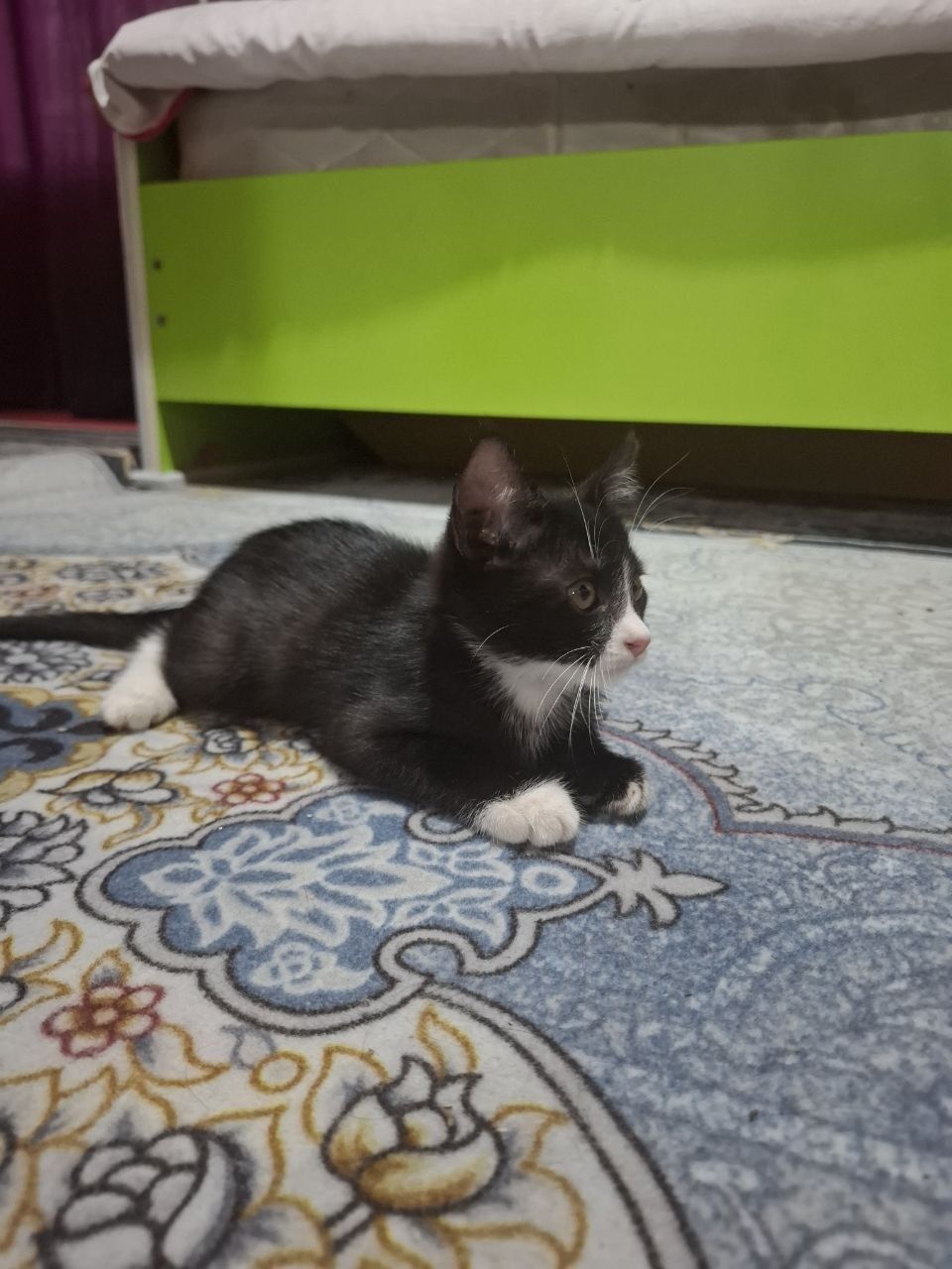 Домашний котенок