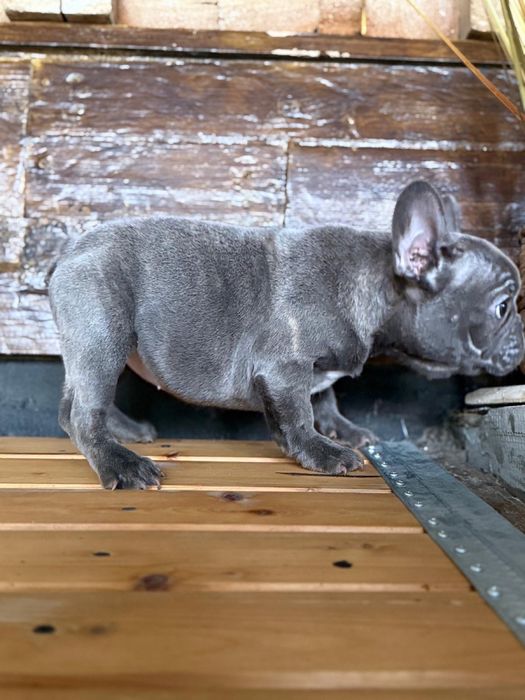 Femela bulldog francez blue