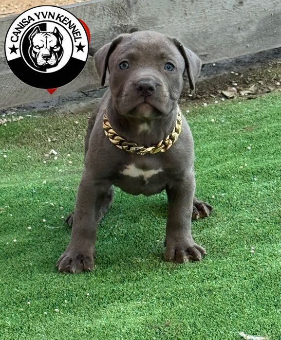 Mascul amstaff blue