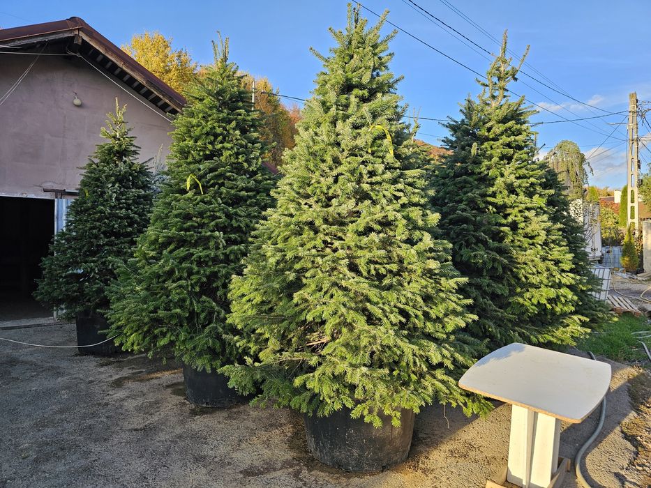 Brazi 3m extra calitate  ( vand brad Normandiana )  nordmann