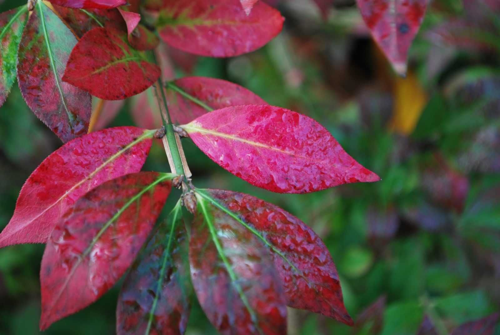 Oгнен храст - Euonymus alatus  Студоустойчив