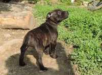 Staffordshire bull terrier