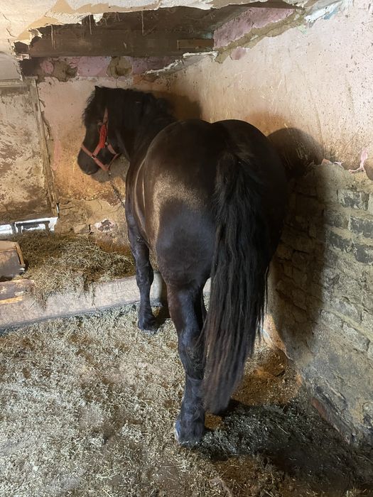 Vand Manz linia miutescu.