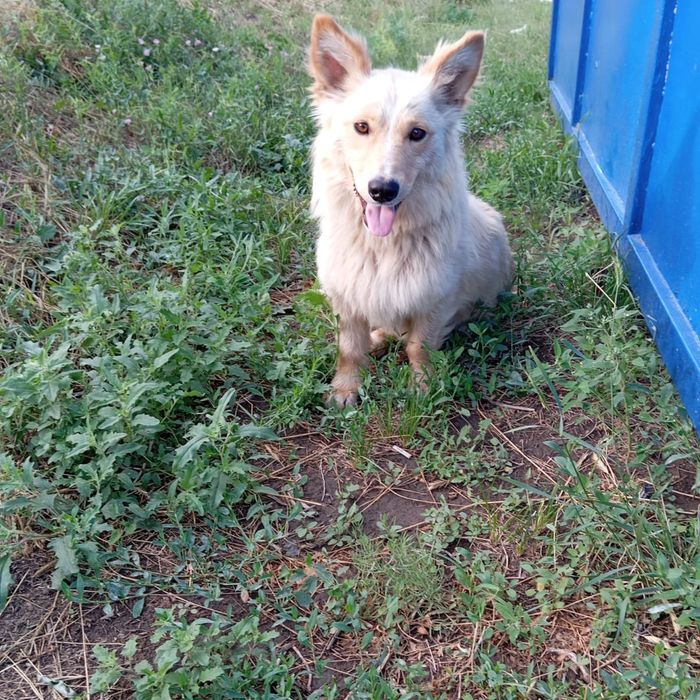 Отдам в хорошие руки охранника