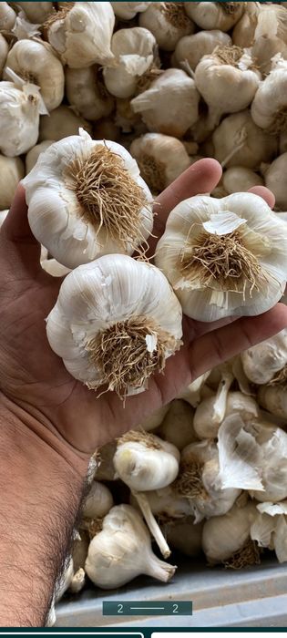 Usturoi de vânzare pus în pământ și consum