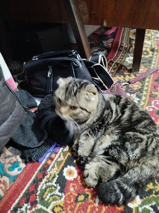 Зотга мушук сотилади нархини келишамиз