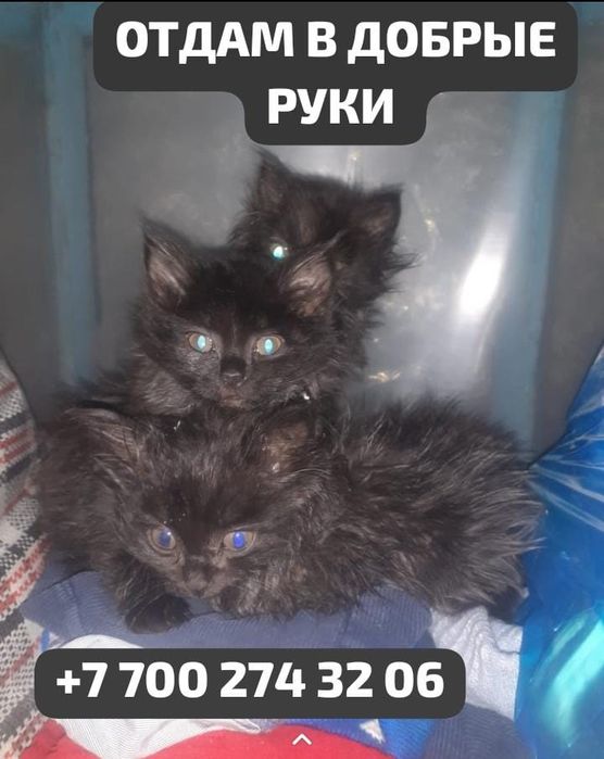 Отдам котят в добрые руки