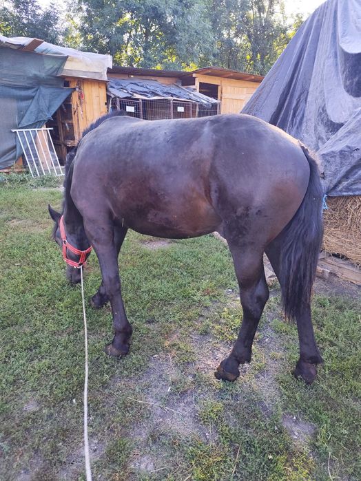 Armăsar de 1 an și două luni de vânzare