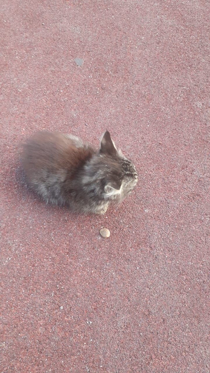 Ищем дом кошечке))