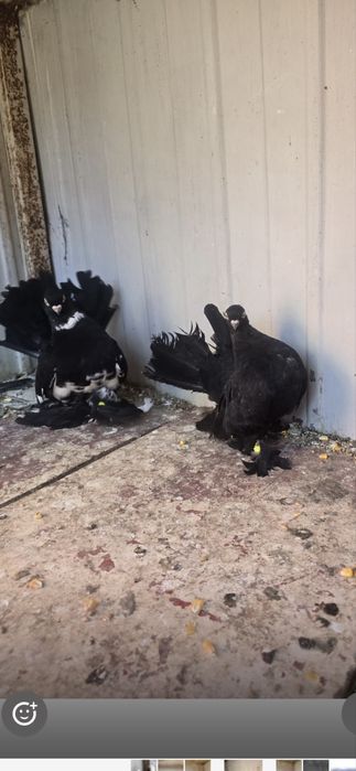 Vand porumbei rostow