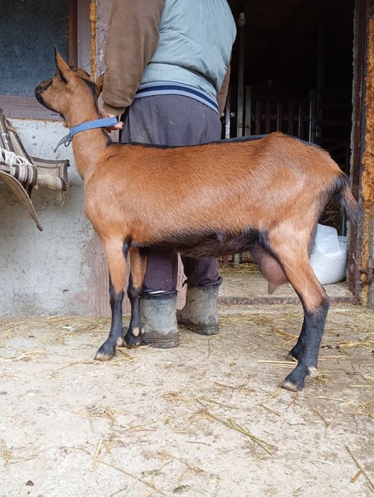 5 Alpine rasă pură