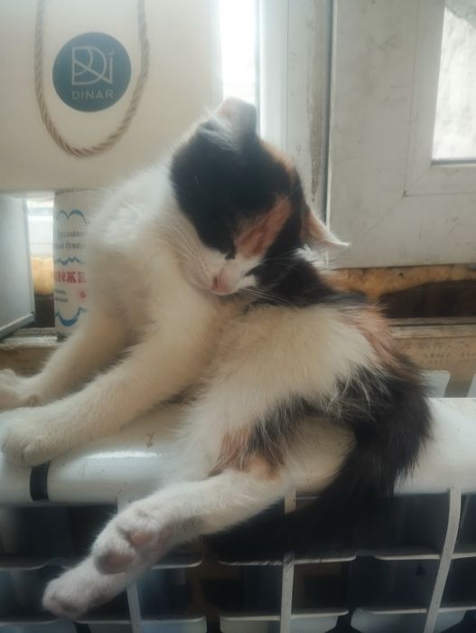 Ищем дом красотке