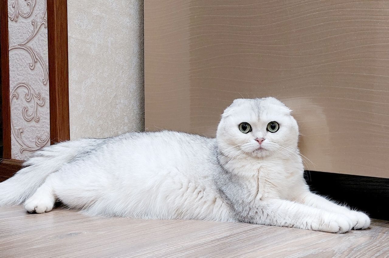 Серебристые шиншиллы