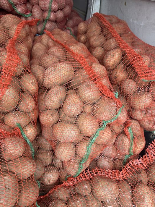 Cartofi consum red lady