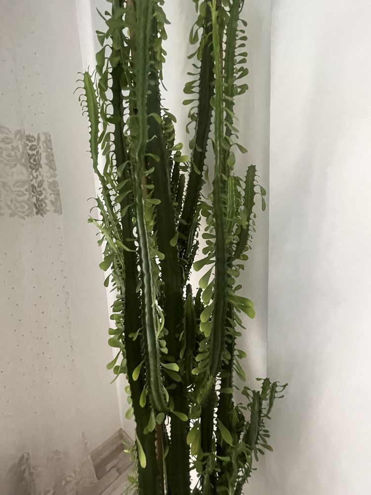 Cactus Euphorbia Trigona inaltime 2.5 m (African Milk Tree)