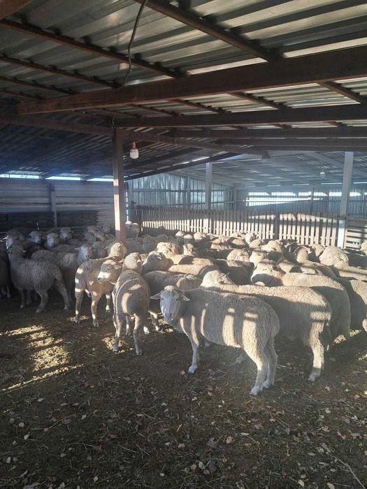 Продам баран опт