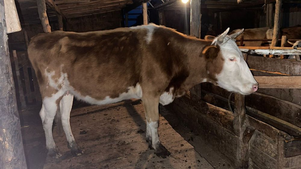 Соғымға Қашар сатылады