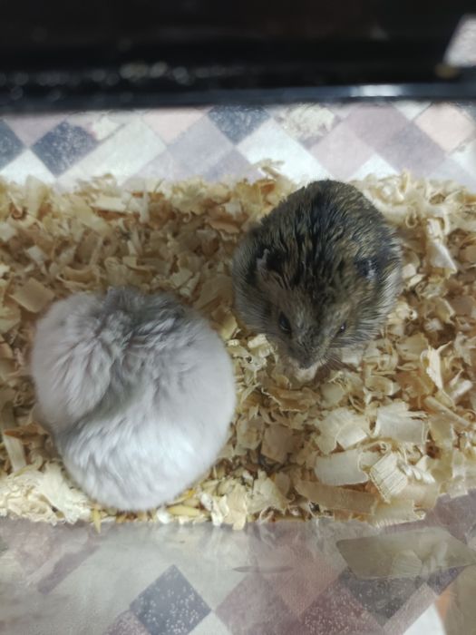 Хомяки друнгарские