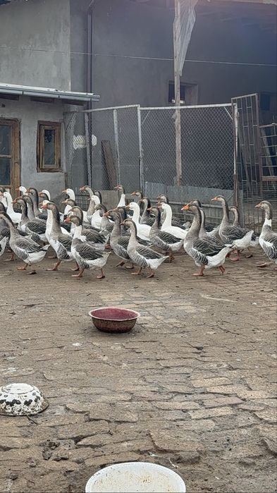 Крупные серий гуси Goz гозлар сотилади